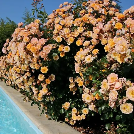 Couette-café Confortable Avec Piscine 3*